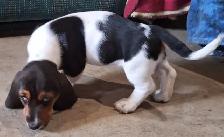 Basset Hound Puppies for sale - Photo 6