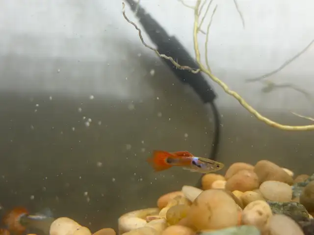 Guppy Fish (Male)