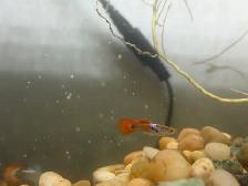 Guppy Fish (Male)
