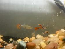 Guppy Fish (Male) - Photo 2