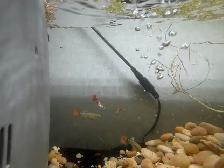 Guppy Fish (Male) - Photo 3