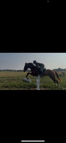 Tb Mare For Sale - Photo 4