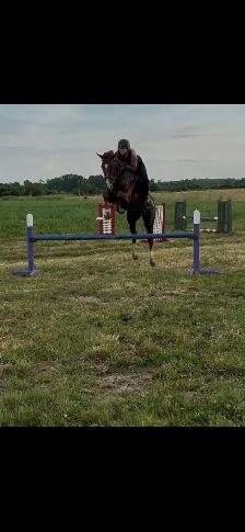 Tb Mare For Sale - Photo 5