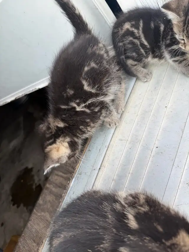 Beautiful Marbled Kittens Ready to Go