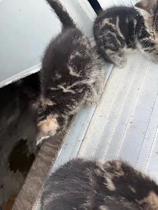 Beautiful Marbled Kittens Ready to Go