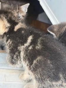 Beautiful Marbled Kittens Ready to Go - Photo 2