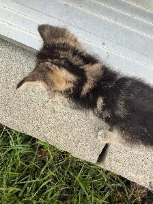 Beautiful Marbled Kittens Ready to Go - Photo 3