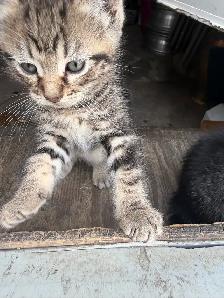 Beautiful Marbled Kittens Ready to Go - Photo 4