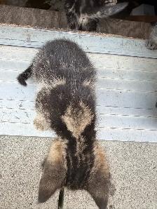 Beautiful Marbled Kittens Ready to Go - Photo 5