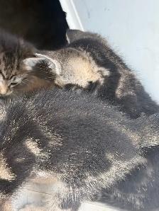 Beautiful Marbled Kittens Ready to Go - Photo 6