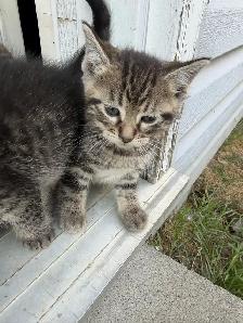 Beautiful Marbled Kittens Ready to Go - Photo 7
