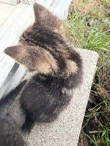 Beautiful Marbled Kittens Ready to Go - Photo 8