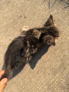 Beautiful Marbled Kittens Ready to Go - Photo 9