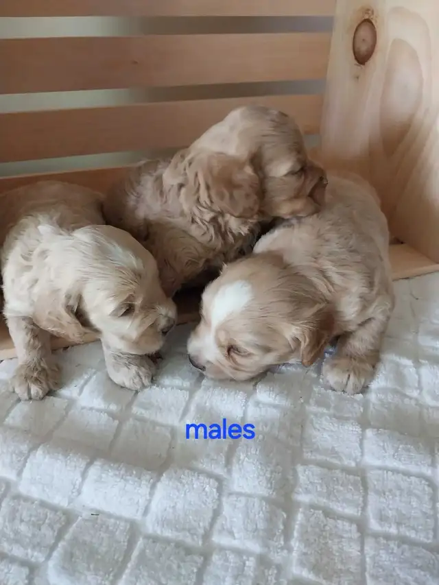 Beautiful Cockapoos