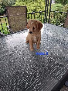 Beautiful Cockapoos - Photo 4