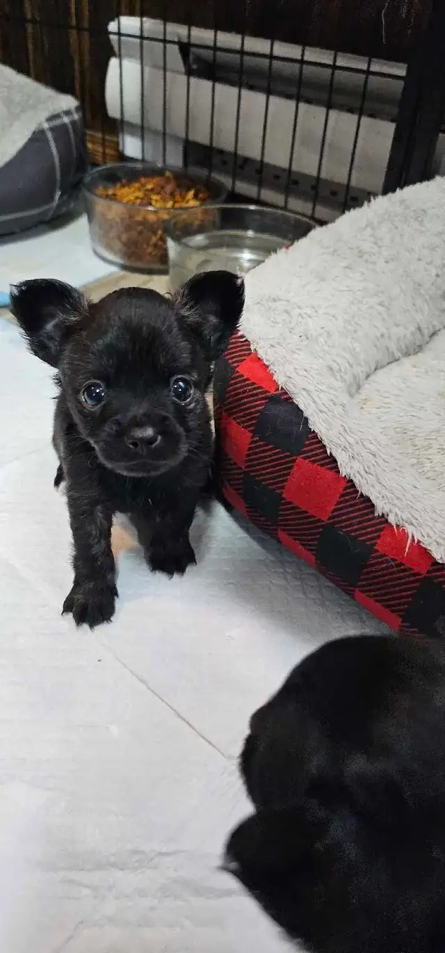 chihuahua puppies