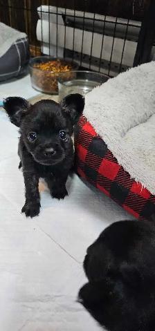 chihuahua puppies