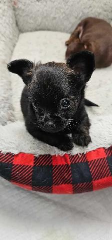 chihuahua puppies - Photo 2