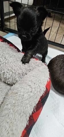chihuahua puppies - Photo 3