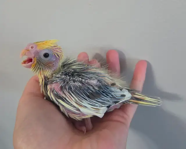 Oisillions cockatiel