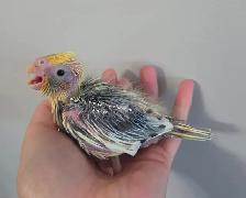 Oisillions cockatiel