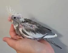 Oisillions cockatiel - Photo 2