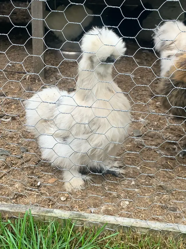 Silkie pulletts for sale