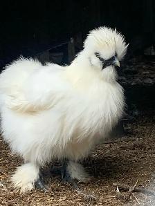 Silkie pulletts for sale - Photo 2