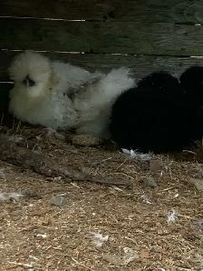 Silkie pulletts for sale - Photo 3
