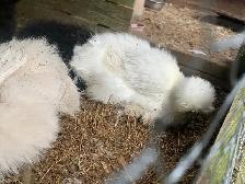 Silkie pulletts for sale - Photo 4