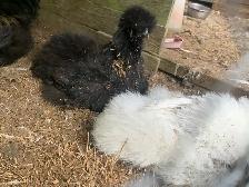 Silkie pulletts for sale - Photo 5