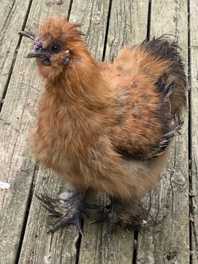 Too many Silkie cockerals, need to go, free!