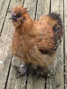 Too many Silkie cockerals, need to go, free!