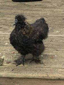 Too many Silkie cockerals, need to go, free! - Photo 2