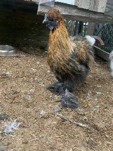 Too many Silkie cockerals, need to go, free! - Photo 3