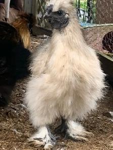 Too many Silkie cockerals, need to go, free! - Photo 4