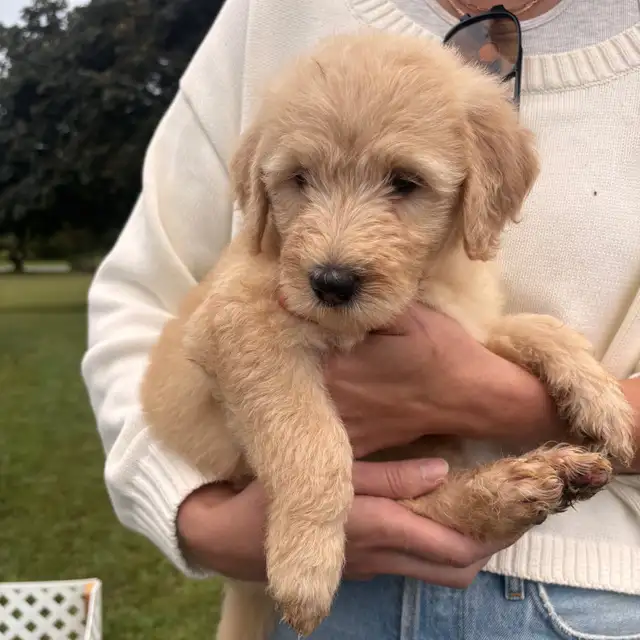 Golden doodle