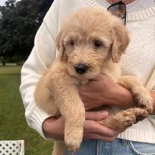 Golden doodle