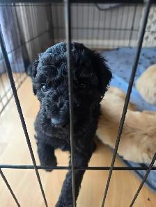 Golden doodle - Photo 2