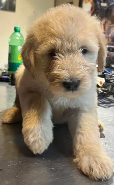 Golden doodle - Photo 3