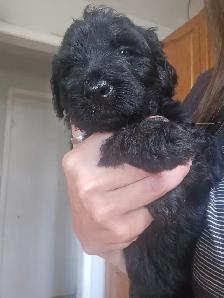 Golden doodle - Photo 4