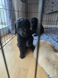 Golden doodle - Photo 5