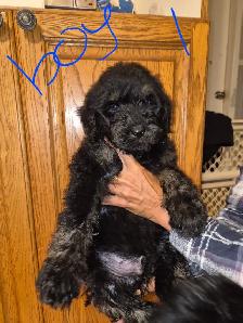 Golden doodle - Photo 6