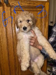Golden doodle - Photo 7