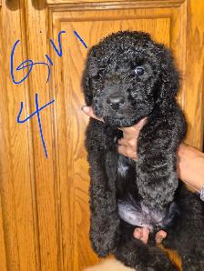 Golden doodle - Photo 8