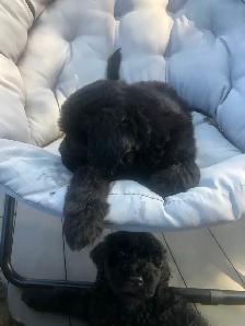 Golden doodle - Photo 9