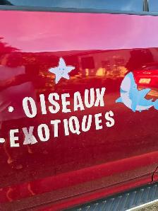 speciaux du 28 au 30 août sur pinsons perruches tourterelles