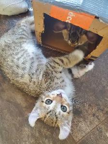 highland lynx x bengal snow Prêt à partir