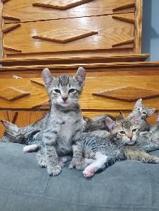 highland lynx x bengal snow Prêt à partir - Photo 2