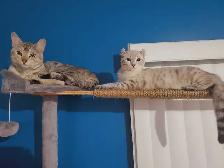highland lynx x bengal snow Prêt à partir - Photo 4